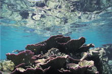 ウスコモンサンゴ、白保、沖縄　1997年